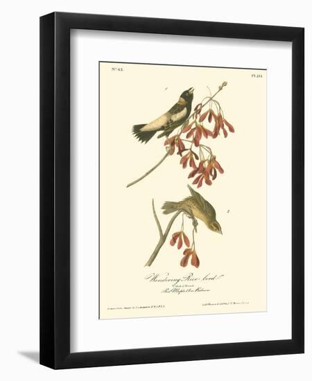 Wandering Rice Bird-John James Audubon-Framed Art Print