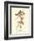 Wandering Rice Bird-John James Audubon-Framed Art Print