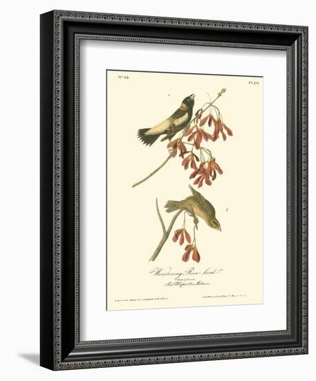 Wandering Rice Bird-John James Audubon-Framed Art Print