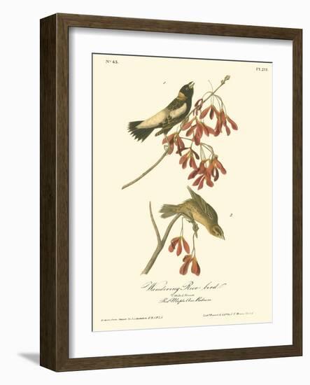 Wandering Rice Bird-John James Audubon-Framed Art Print