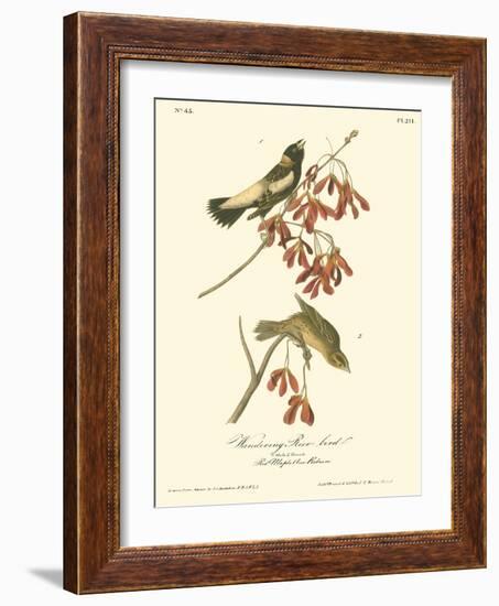 Wandering Rice Bird-John James Audubon-Framed Art Print