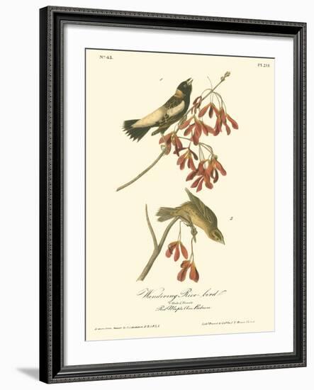 Wandering Rice Bird-John James Audubon-Framed Art Print