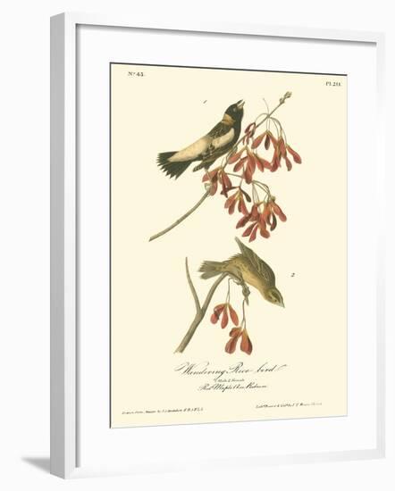 Wandering Rice Bird-John James Audubon-Framed Art Print