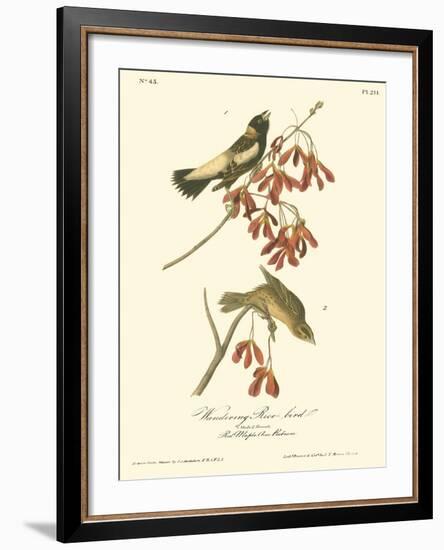 Wandering Rice Bird-John James Audubon-Framed Art Print