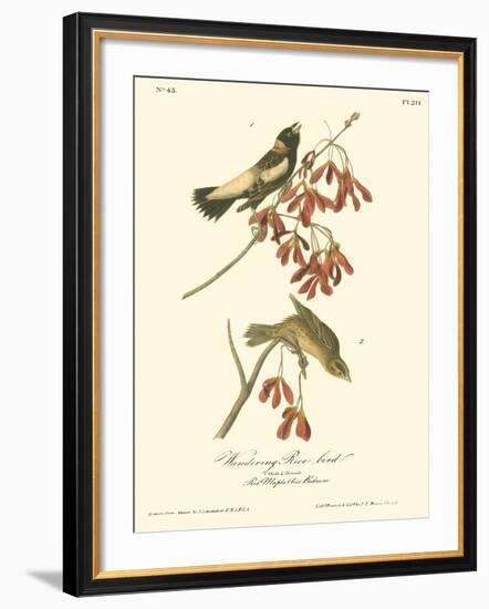 Wandering Rice Bird-John James Audubon-Framed Art Print