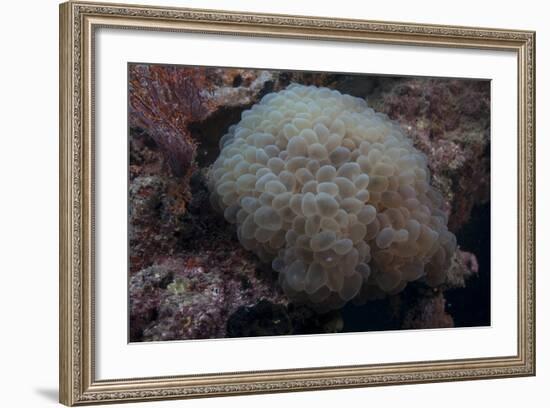 Wandering Sea Anemone, Beqa Lagoon, Fiji-Stocktrek Images-Framed Photographic Print