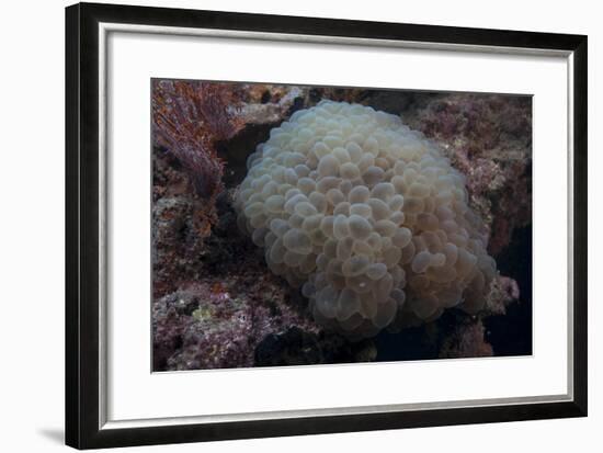 Wandering Sea Anemone, Beqa Lagoon, Fiji-Stocktrek Images-Framed Photographic Print