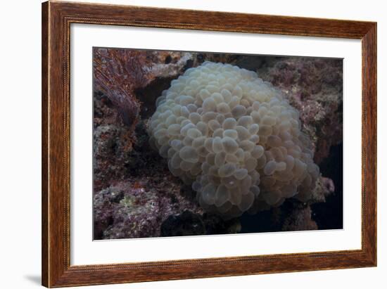 Wandering Sea Anemone, Beqa Lagoon, Fiji-Stocktrek Images-Framed Photographic Print