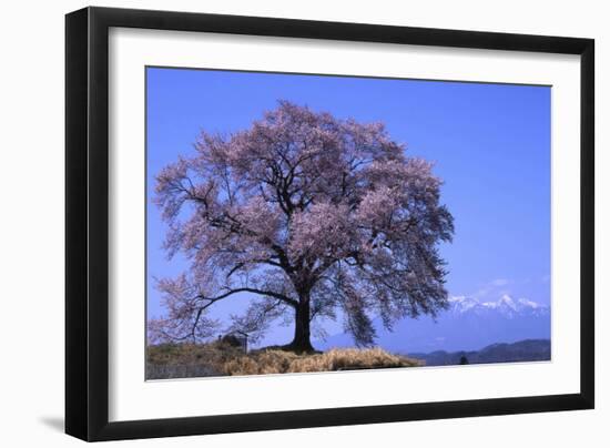 Wanizuka Cherry, Yamanashi Prefecture, Japan. Japan Alps-Bill Tingey-Framed Photographic Print