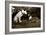 Want to Play-Jim Dratfield-Framed Photo