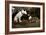 Want to Play-Jim Dratfield-Framed Photo