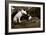 Want to Play-Jim Dratfield-Framed Photo