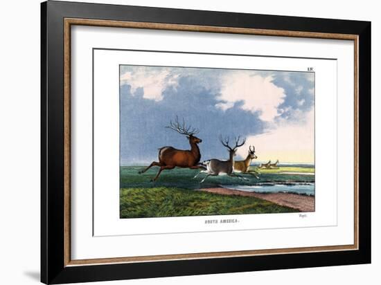 Wapiti, 1860-null-Framed Giclee Print