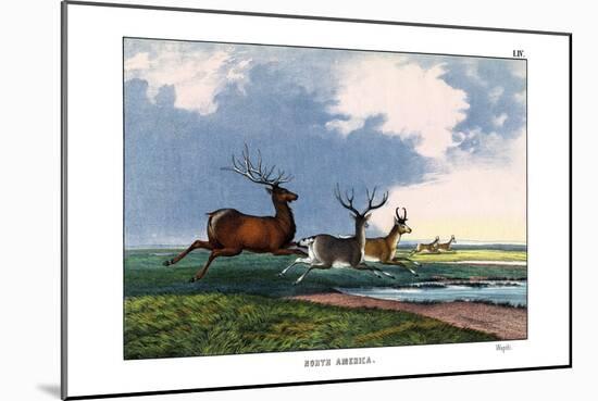 Wapiti, 1860-null-Mounted Giclee Print
