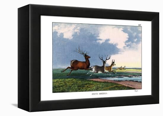 Wapiti, 1860-null-Framed Premier Image Canvas