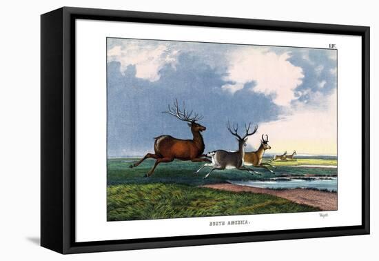 Wapiti, 1860-null-Framed Premier Image Canvas