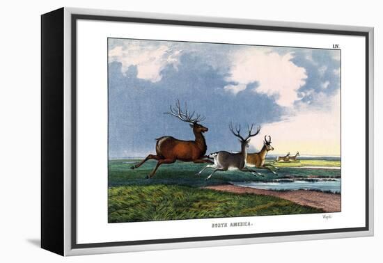 Wapiti, 1860-null-Framed Premier Image Canvas