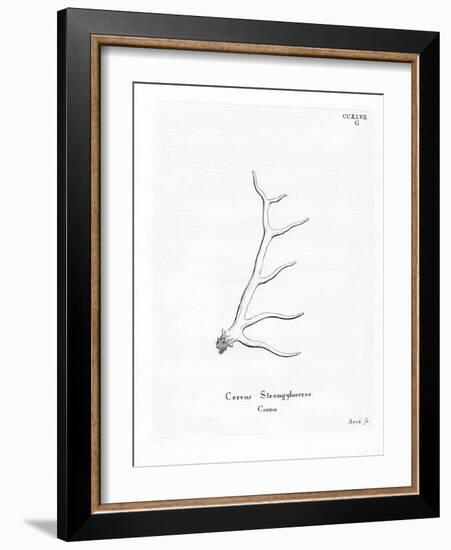 Wapiti Antlers-null-Framed Giclee Print