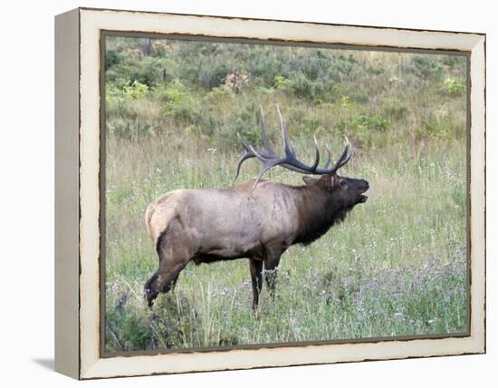 Wapiti Elk, Rocky Mountain National Park, Colorado, USA-Diane Johnson-Framed Premier Image Canvas