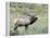 Wapiti Elk, Rocky Mountain National Park, Colorado, USA-Diane Johnson-Framed Premier Image Canvas
