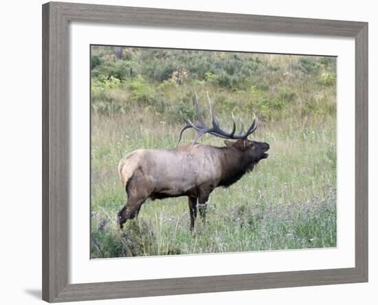 Wapiti Elk, Rocky Mountain National Park, Colorado, USA-Diane Johnson-Framed Photographic Print