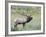 Wapiti Elk, Rocky Mountain National Park, Colorado, USA-Diane Johnson-Framed Photographic Print