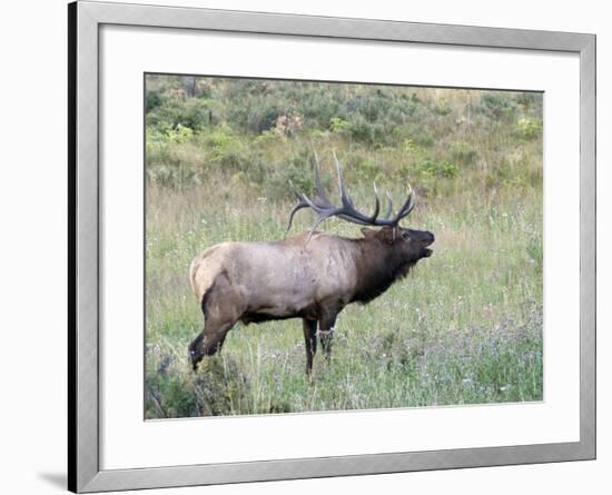 Wapiti Elk, Rocky Mountain National Park, Colorado, USA-Diane Johnson-Framed Photographic Print