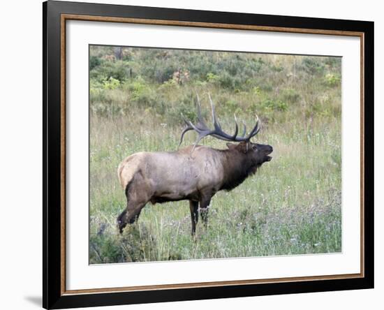 Wapiti Elk, Rocky Mountain National Park, Colorado, USA-Diane Johnson-Framed Photographic Print