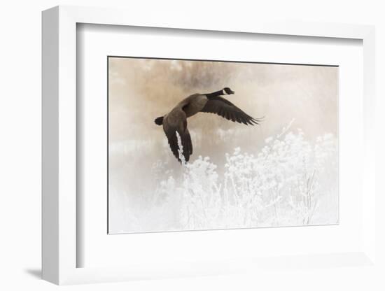 Wapiti Valley, Wyoming. a Canadian Goose Takes Flight-Janet Muir-Framed Photographic Print