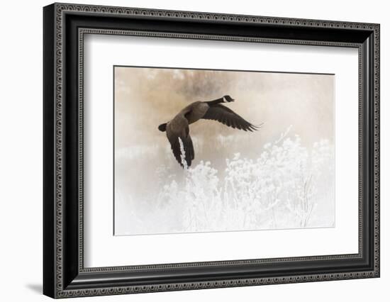 Wapiti Valley, Wyoming. a Canadian Goose Takes Flight-Janet Muir-Framed Photographic Print