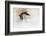 Wapiti Valley, Wyoming. a Canadian Goose Takes Flight-Janet Muir-Framed Photographic Print