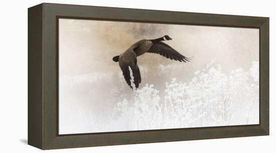 Wapiti Valley, Wyoming USA. A Canadian goose takes flight over frost covered bushes.-Janet Muir-Framed Premier Image Canvas