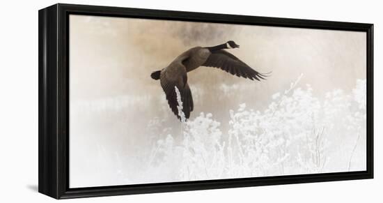 Wapiti Valley, Wyoming USA. A Canadian goose takes flight over frost covered bushes.-Janet Muir-Framed Premier Image Canvas