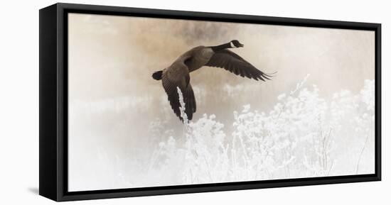 Wapiti Valley, Wyoming USA. A Canadian goose takes flight over frost covered bushes.-Janet Muir-Framed Premier Image Canvas
