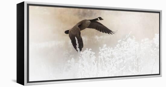 Wapiti Valley, Wyoming USA. A Canadian goose takes flight over frost covered bushes.-Janet Muir-Framed Premier Image Canvas