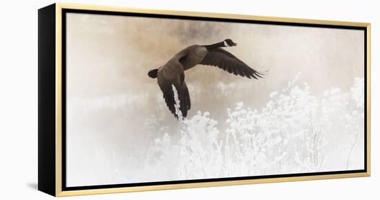 Wapiti Valley, Wyoming USA. A Canadian goose takes flight over frost covered bushes.-Janet Muir-Framed Premier Image Canvas