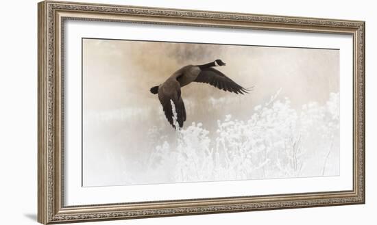 Wapiti Valley, Wyoming USA. A Canadian goose takes flight over frost covered bushes.-Janet Muir-Framed Photographic Print