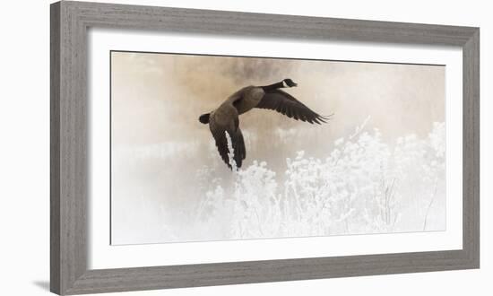 Wapiti Valley, Wyoming USA. A Canadian goose takes flight over frost covered bushes.-Janet Muir-Framed Photographic Print