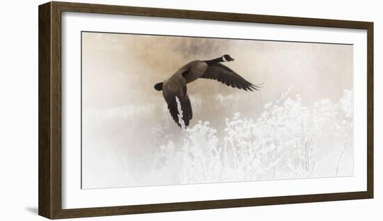 Wapiti Valley, Wyoming USA. A Canadian goose takes flight over frost covered bushes.-Janet Muir-Framed Photographic Print