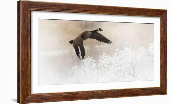 Wapiti Valley, Wyoming USA. A Canadian goose takes flight over frost covered bushes.-Janet Muir-Framed Photographic Print