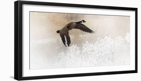 Wapiti Valley, Wyoming USA. A Canadian goose takes flight over frost covered bushes.-Janet Muir-Framed Photographic Print