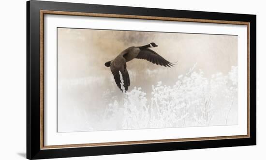 Wapiti Valley, Wyoming USA. A Canadian goose takes flight over frost covered bushes.-Janet Muir-Framed Photographic Print