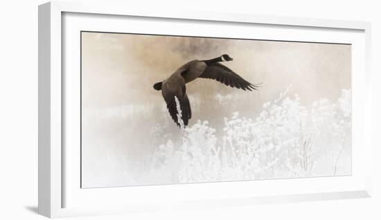 Wapiti Valley, Wyoming USA. A Canadian goose takes flight over frost covered bushes.-Janet Muir-Framed Photographic Print