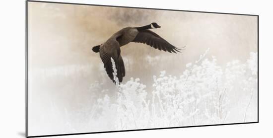 Wapiti Valley, Wyoming USA. A Canadian goose takes flight over frost covered bushes.-Janet Muir-Mounted Photographic Print