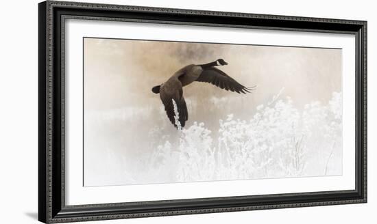 Wapiti Valley, Wyoming USA. A Canadian goose takes flight over frost covered bushes.-Janet Muir-Framed Photographic Print