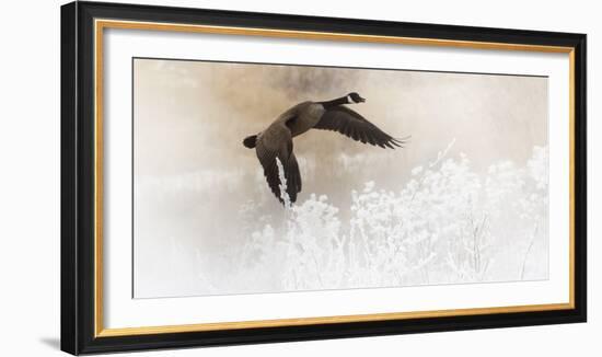 Wapiti Valley, Wyoming USA. A Canadian goose takes flight over frost covered bushes.-Janet Muir-Framed Photographic Print