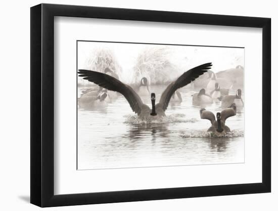 Wapiti Valley, Wyoming. Usa. Canadian Geese Land in a Winter's Pond-Janet Muir-Framed Photographic Print