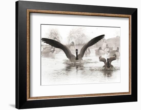 Wapiti Valley, Wyoming. Usa. Canadian Geese Land in a Winter's Pond-Janet Muir-Framed Photographic Print