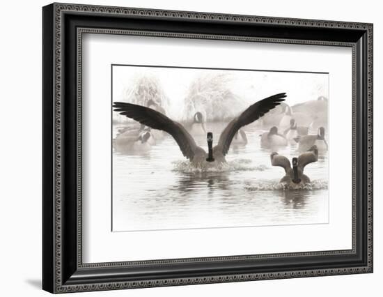 Wapiti Valley, Wyoming. Usa. Canadian Geese Land in a Winter's Pond-Janet Muir-Framed Photographic Print