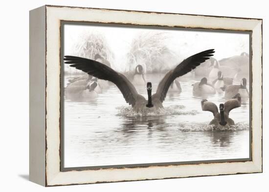 Wapiti Valley, Wyoming. Usa. Canadian Geese Land in a Winter's Pond-Janet Muir-Framed Premier Image Canvas
